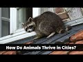 How Animals Adapt to Cities