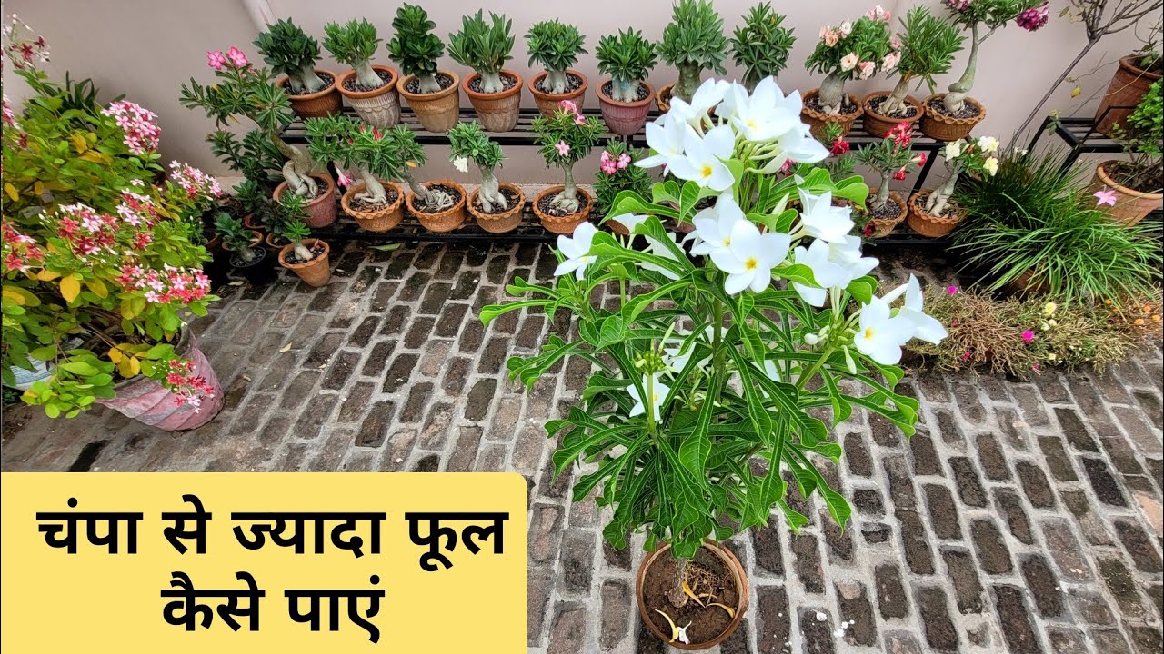 चंपा से ज्यादा फूल कैसे पाएं / Frangipani plant care / Plumeria plant