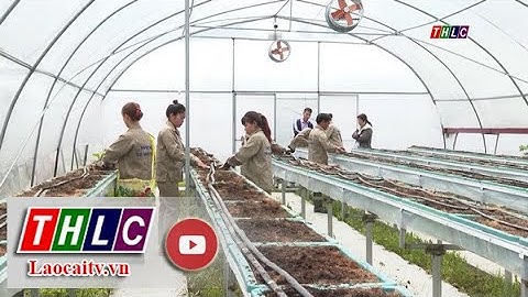 Lào Cai xây dựng trên 50 chuỗi cung ứng thực phẩm nông sản an toàn | THLC