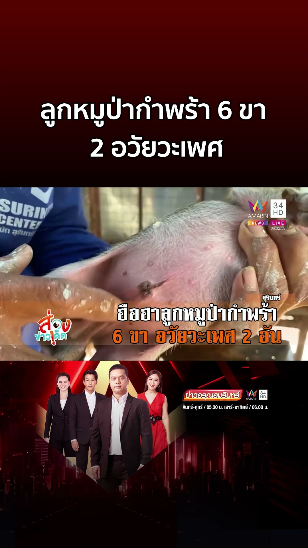 สุดแปลก! น้องทองพูน ลูกหมูป่ากำพร้า 6 ขา อวัยวะเพศ 2 อัน | ข่าวอรุณอมรินทร์
