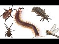 A Parking Garage Filled with Giant Bugs | Chitin