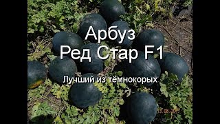 Арбуз Ред Стар F1. Вторая выборка. Лучший из тёмнокорых...