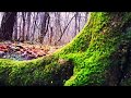 Padurea Plopeni (Romanian forest 2020)