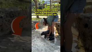 Anak Kudanil Ini Sangat Suka Main Air