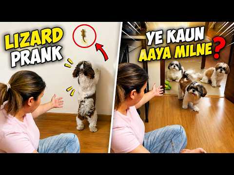 🦎 Lizard Prank Gone Wrong! 😱 | Who Is Here To Meet? 🐶❤️