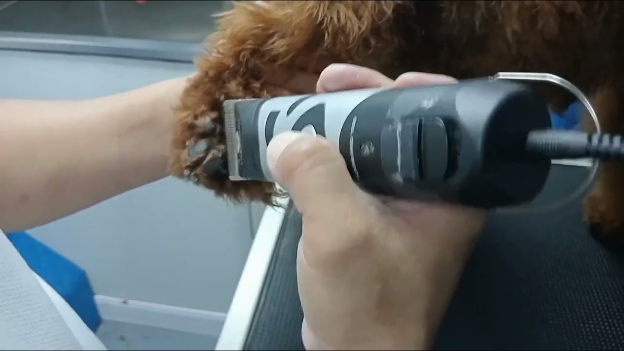 POODLE DOG / TOY POODLE / HISTORY OF TOY POODLE DOGS / HOW TO GROOM PROPERLY