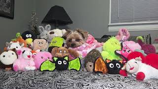 Download Lagu Rylie Is Tucked In \u0026 Wishing You Sweet Dreams 🥹🐾💤 #Yorkie #Bedtime #SweetDreams #CutenessOverload MP3
