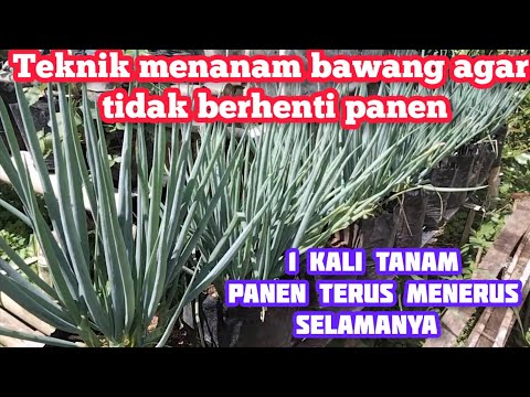 Video: Windowsill Onion Care - Cara Menanam Kebun Bawang Vertikal