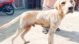 Amazing Transformation A Stray Dog With Mange and Deep Excruciating Wound +Mangoworms