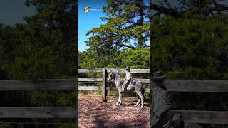 Barn, Arena & Pastures | 231 Hatfield Grv, Dahlonega, GA | Property Tour