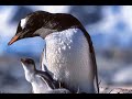 penguin beautiful pictures on 3D effect watching enjoy my content