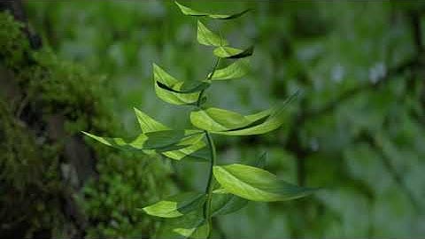 Growing Leaves  animation