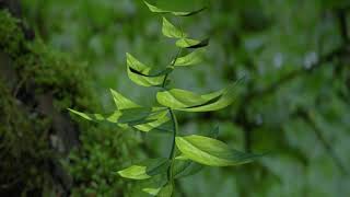 Growing Leaves  animation