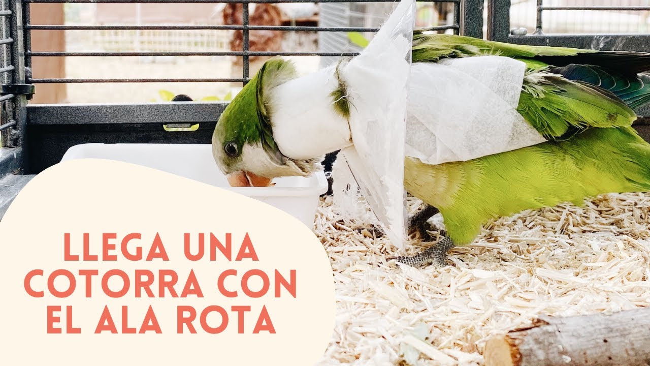 EL CENTRO DESDE DENTRO | LLEGA UNA COTORRA CON EL ALA ROTA AL CENTRO DE RESCATE | CASAS DE ACOGIDA