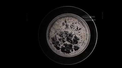 Orientation effect detection in liquid crystals using Sobel filter (Sobel-Feldman operator). 1.