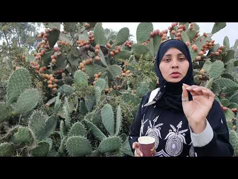 طريقة قطف التين الشوكي وهي ثمرة الصبار صبير التين الهندي أو التين الشوكي أو أكناري