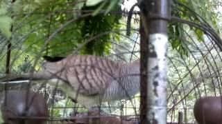 Download Pikat Merbok Kampong Video MP3 Pikat Merbok Kampong
