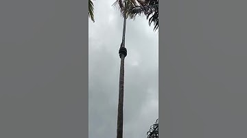 This is How a Massive Python Climbs a Tree #shorts #python