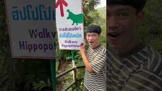 ตามล่าน้องหมูเด้ง!!(ฮิปโปแคระ) ตัวจริงจะดื้อเหมือนในคลิปไหมนะ🤤🍃 (ep.1)