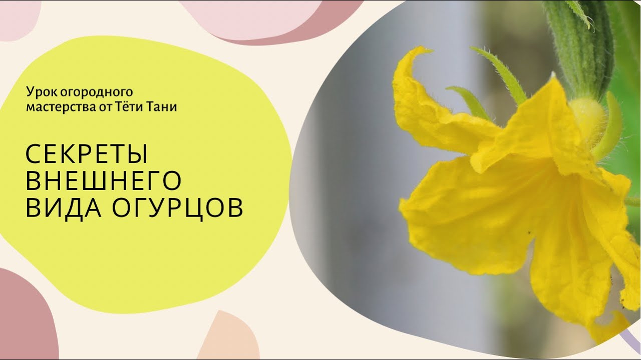 институт огородных девиц лунный посевной на январь 2023 года. институт огородных тетя таня дзен. лунный посевной календарь на май 2022. как отличить ремонтантную малину от обычной. сколько надо есть морковки чтобы вырасти.