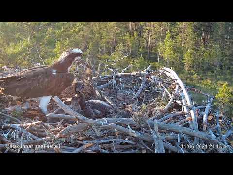 Video: Päättömät Kävelijät - Vaihtoehtoinen Näkymä