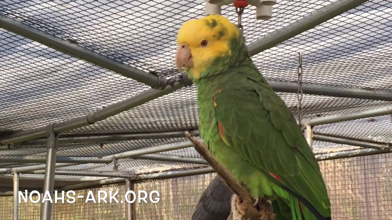 Amazon Parrot Chatter at Noah's Ark Animal Sanctuary - YouTube