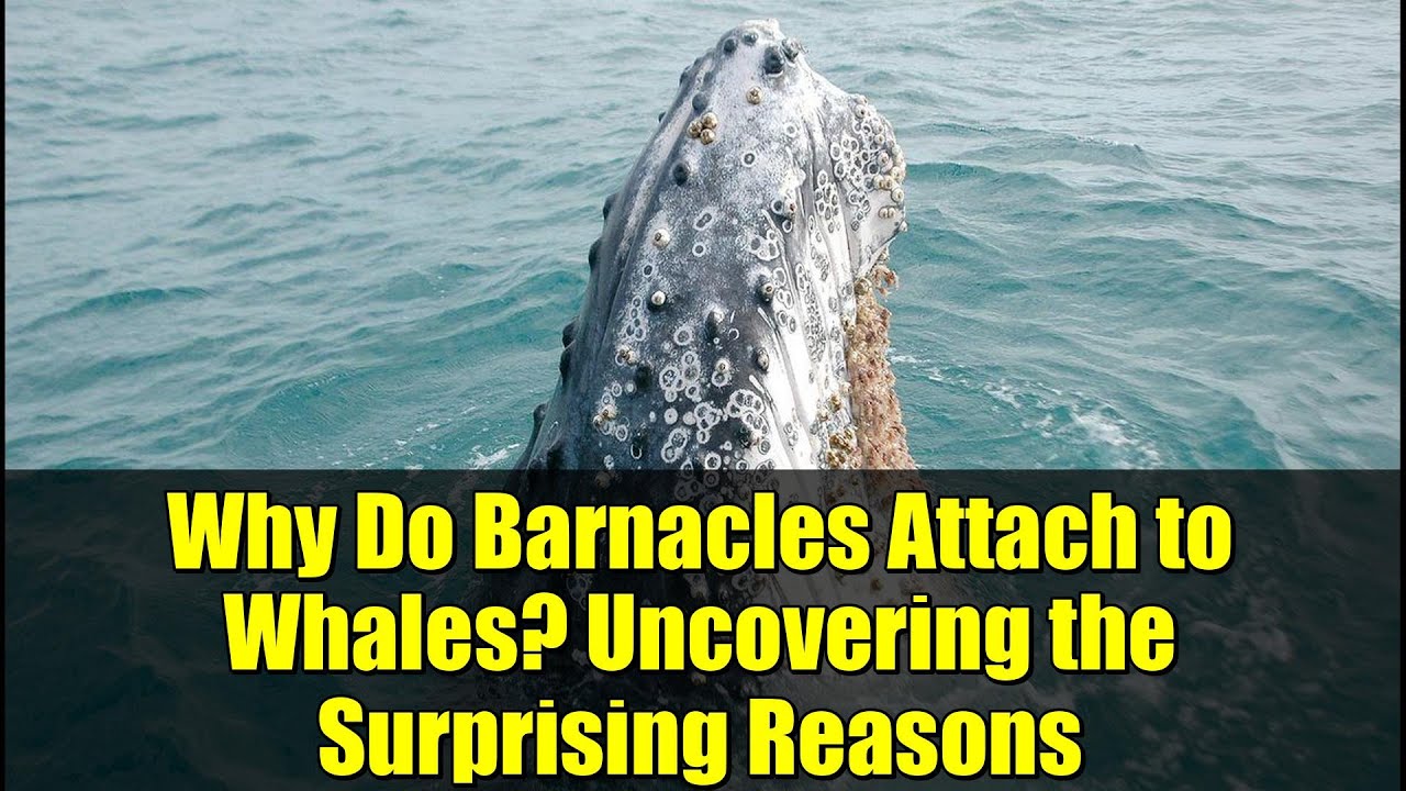 Why Do Barnacles Attach to Whales? Uncovering the Surprising Reasons