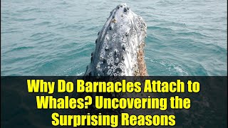 Why Do Barnacles Attach to Whales? Uncovering the Surprising Reasons