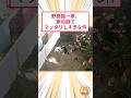 野良猫一家、家の庭でマッタリしすぎな件 #猫動画 #猫のいる生活