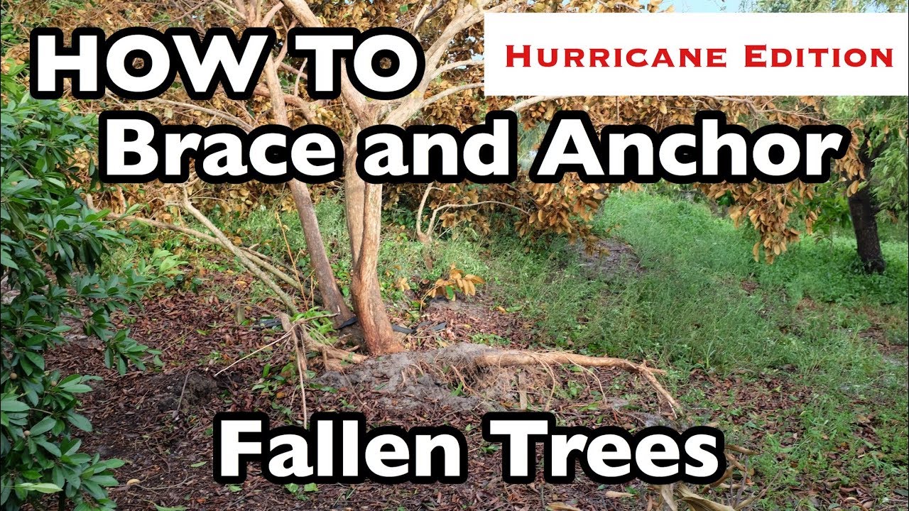 HOW TO Brace and Anchor Fallen Trees (3 ways!) - YouTube