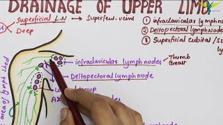 Lymphatic Drainage of Upper Limb | Lymph Vessels & Lymph Nodes