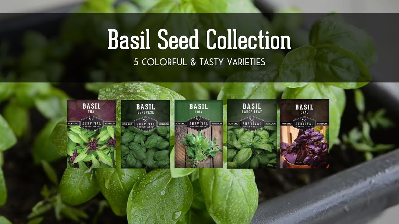 Love Basil? Grow 5 Colorful & Tasty Varieties