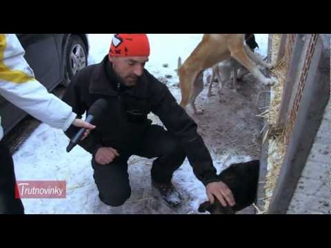 VÍTĚZNÝ MUSHER SE VRÁTIL Z LA GRANDE ODYSSÉE