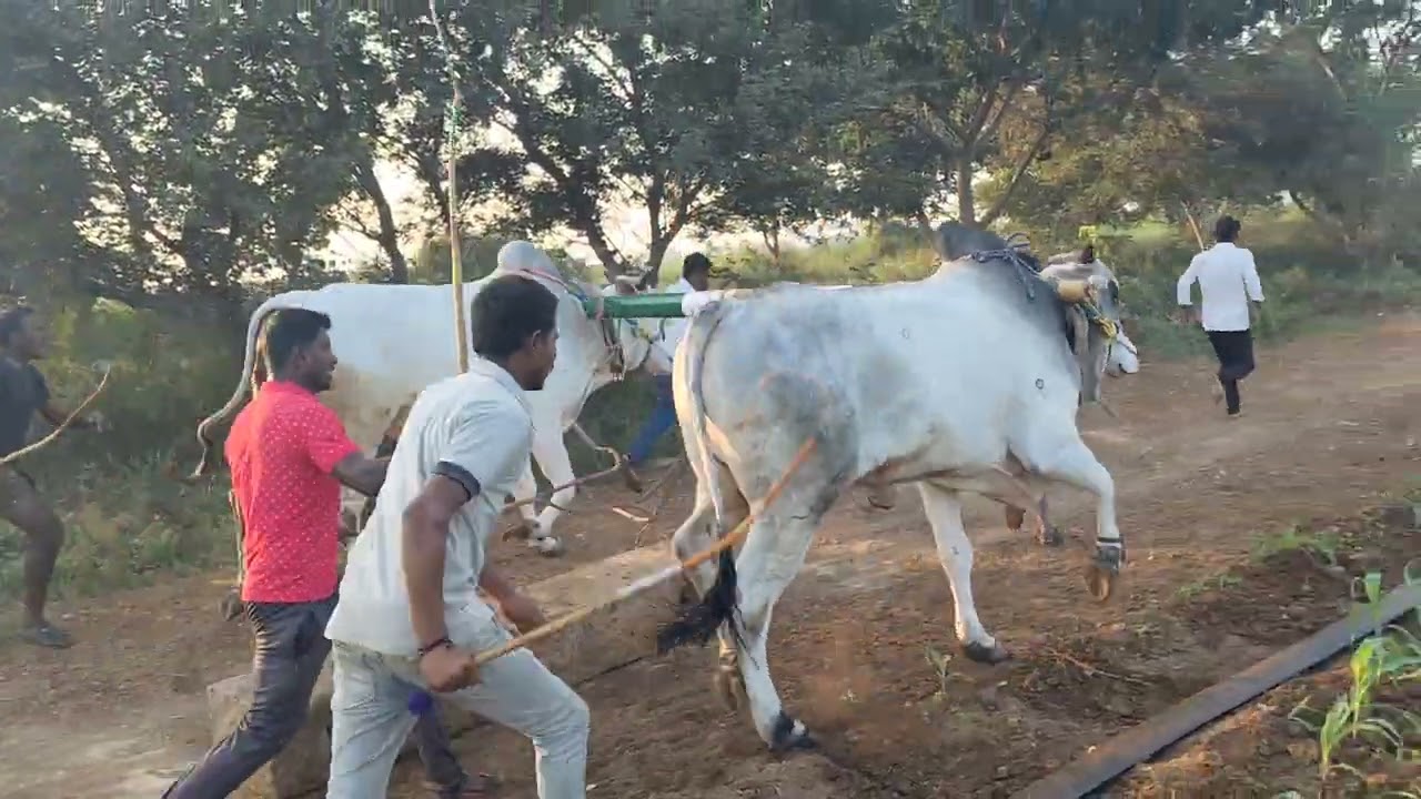 ⚡🥰లోడు బేటా వీడియో🦁🏆