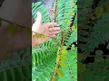#KamiasTrees naka recover na sa tindi ng init ng panahon #containergardeningidea #wondersinthegarden