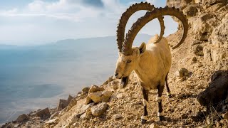 Ibex Natures Mountain Climbing Masters Ibex Species And Habitat