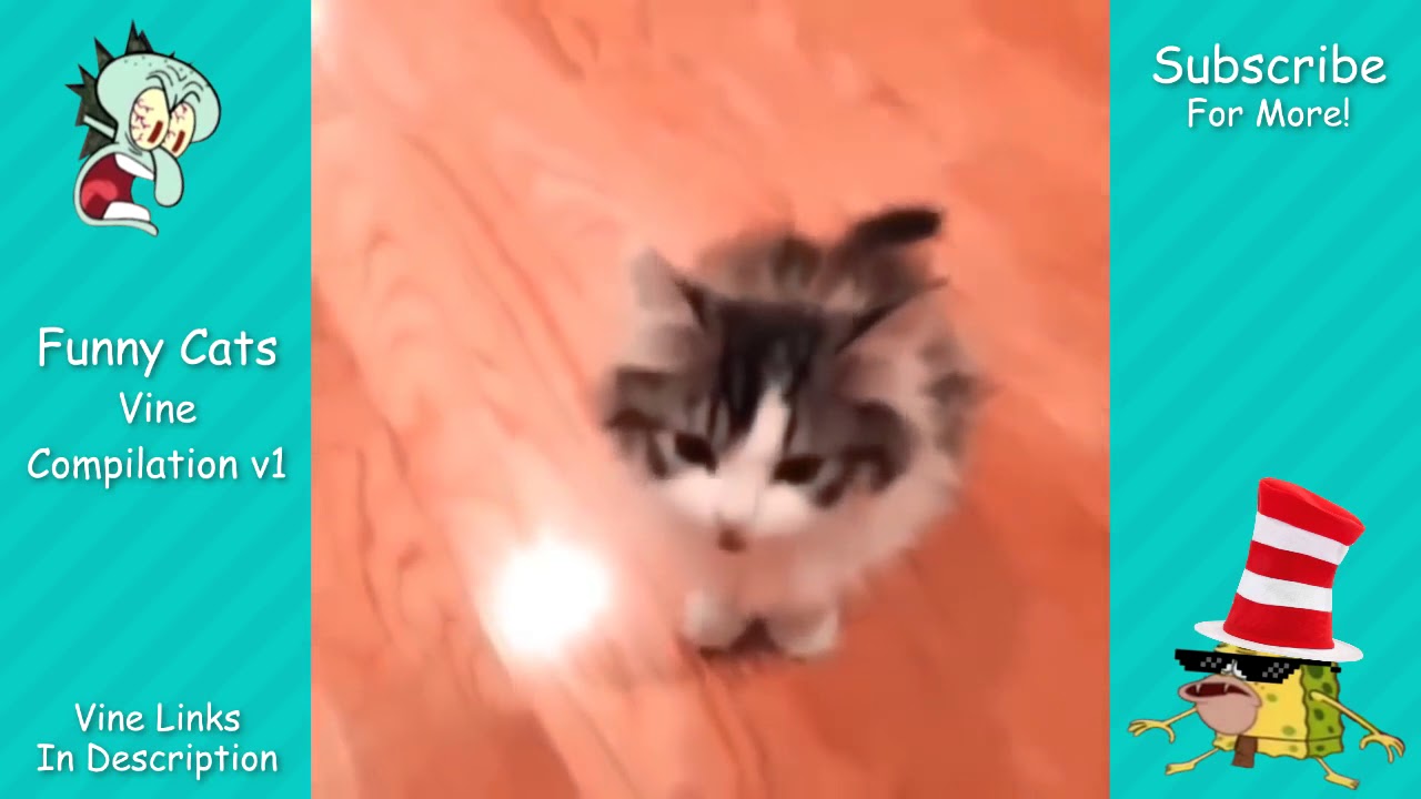 Funny cats Vine-Best of 2017