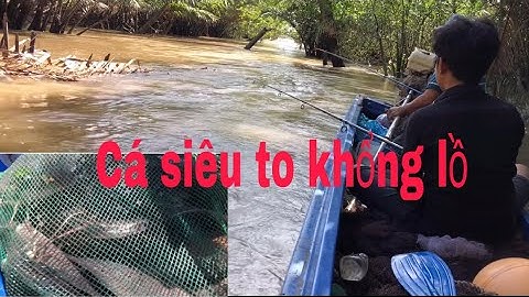 Đồng Miên TV - Câu được cá lớn trúng mánh rồi mọi người ơi
