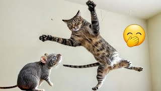 Trending Funny Animals 2024Funniest Dogs and Cats#6