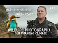 Uk wildlife photography  changing climate series  bee eaters in norfolk episode 1