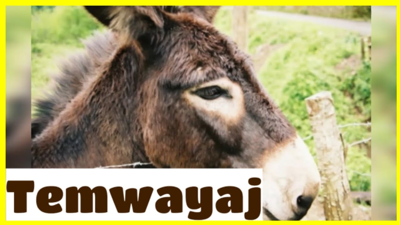 Yon malfektè tounen bourik li pran anpil baton nan men yon sèvitè Bondye