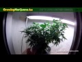 How To Grow A Mother Cannabis Plant How To Grow A Mother Cannabis Plant
