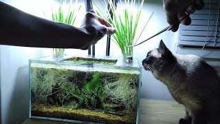 Ep.8 Cat Grass Betta Tank (Cat Tries Cat Grass) No filter, No CO2, NO ferts Nano Tank