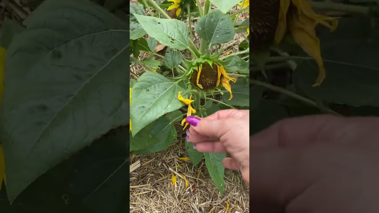 Tj's Garden - another 5 days