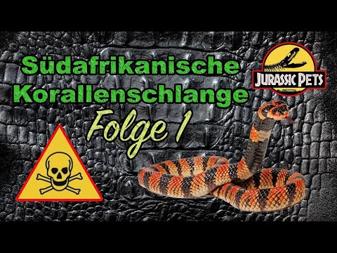 Video: Korallenschlange: Merkmale, Lebensstil, Lebensräume