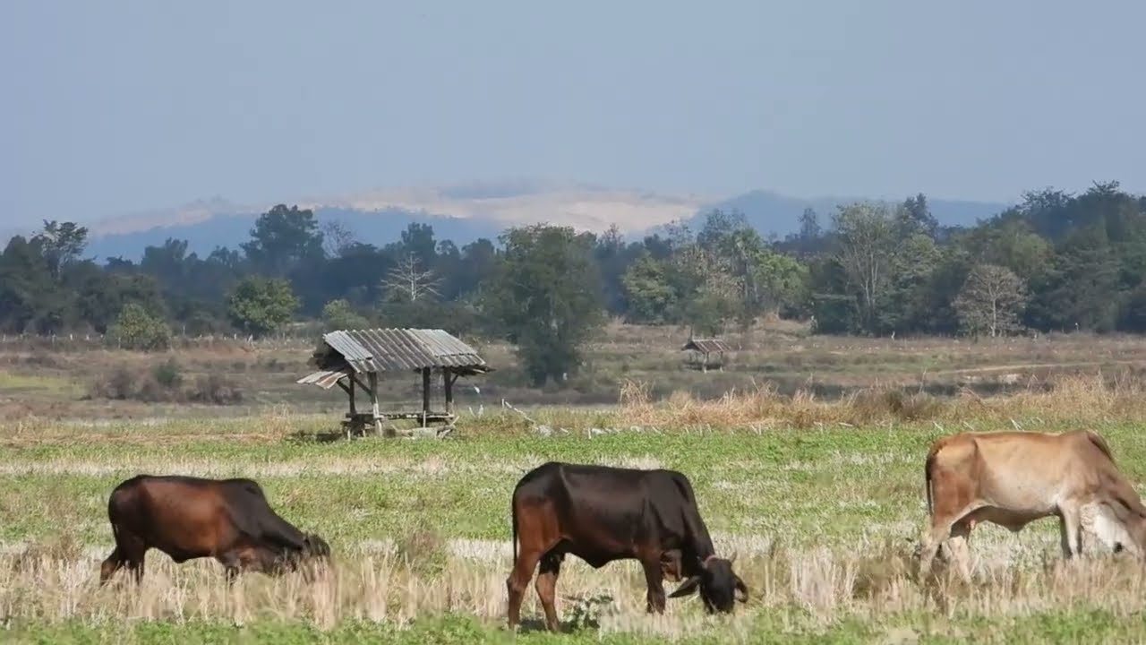 มองไกลๆ จาก อ.แม่ทะ เห็นถึงพระธาตุดอยม่วงคำ อ.เมือง จ.ลำปาง