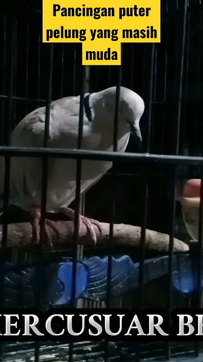 pancingan puter pelung yang masih muda agar cepat gacor. #burung #puterpelung #pigeon #dovebird