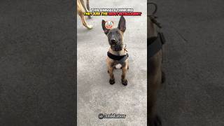 Just Wait For The Smartest Animal