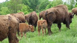 WV Grown: Homesteading - Bison
