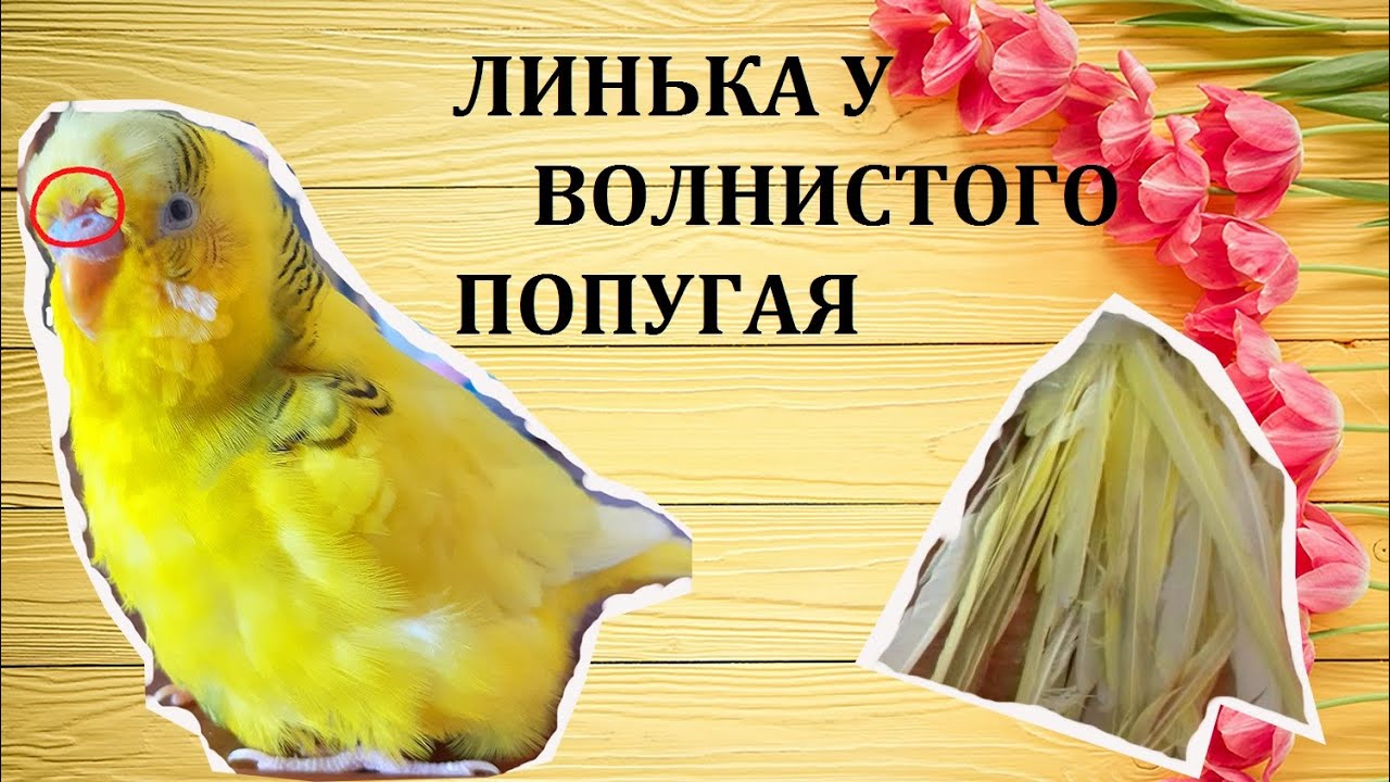ВсЁ о ЛИНЬКЕ у Волнистых Попугаев! Линька у попугая.